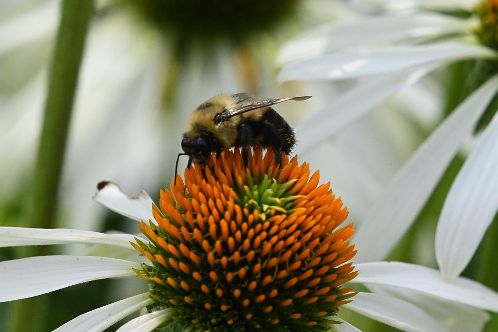 2025-07119603 Tower Hill Botanic Garden, MA.JPG - Bumble Bee on Coneflower. New England Botanic Garden at Tower Hill, MA, 7-11-2025